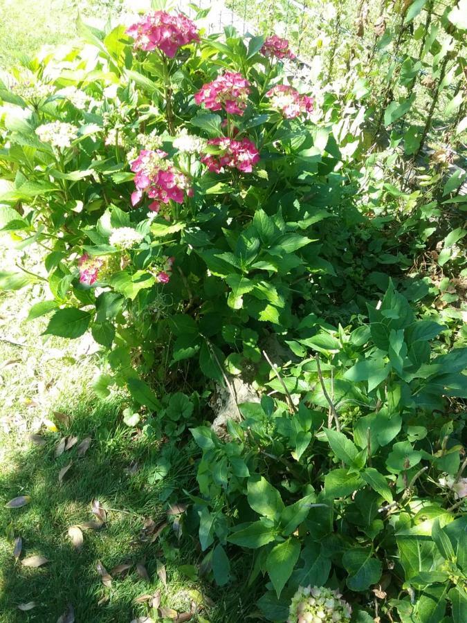 B&B Au Jardin Fleuri Marche-en-Famenne Zewnętrze zdjęcie