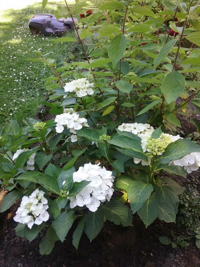 B&B Au Jardin Fleuri Marche-en-Famenne Zewnętrze zdjęcie